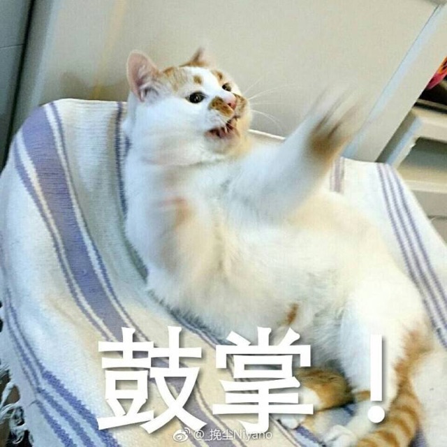 鼓掌小猫