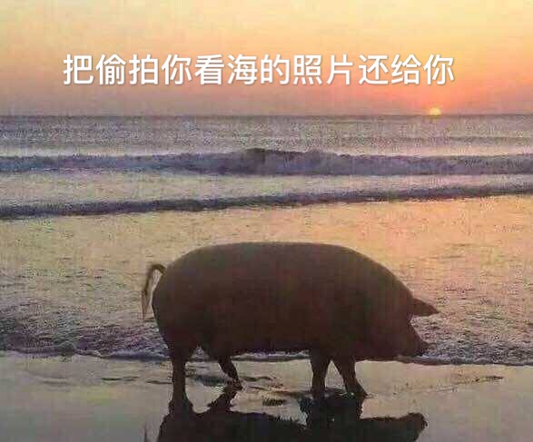 把偷拍你看海的照片还给你命（母猪）