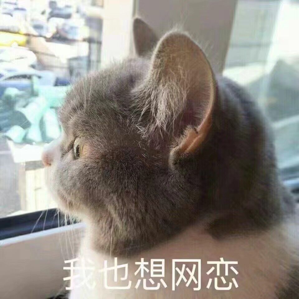 我也想网恋（小猫）