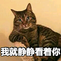 我就静静看着你