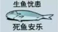 生鱼忧患，死鱼安乐