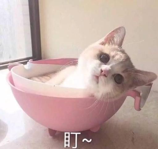 盯（小猫）