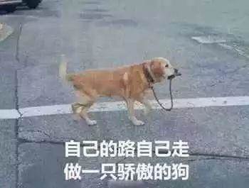 自己的路自己走做一只骄傲的狗