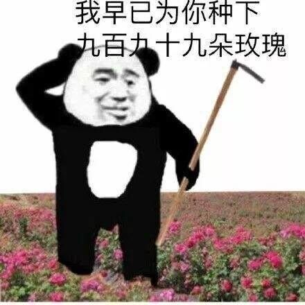 我早已为你种下，九百力十九朵玫瑰