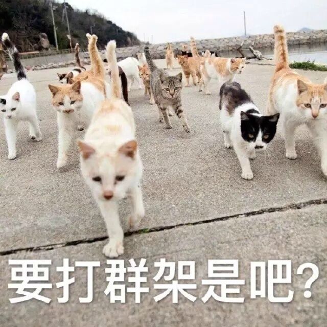 要打群架是吧？