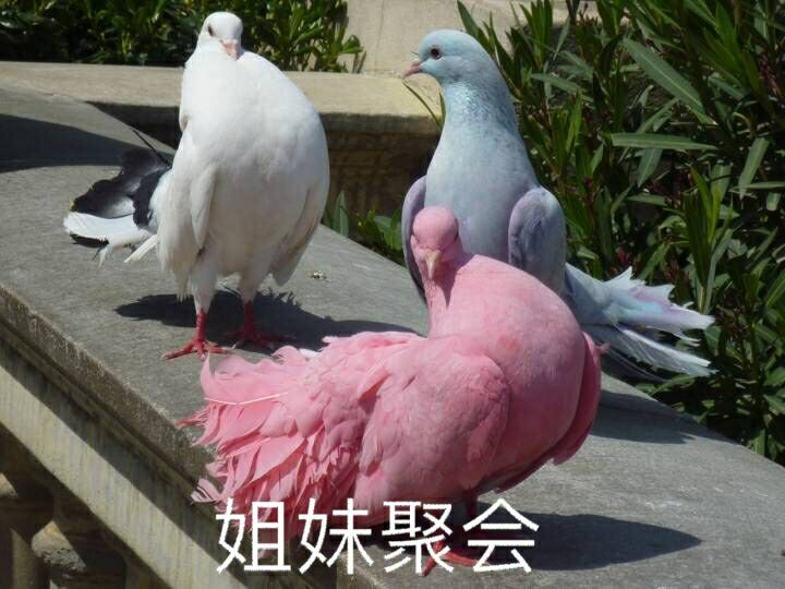 姐妹聚会