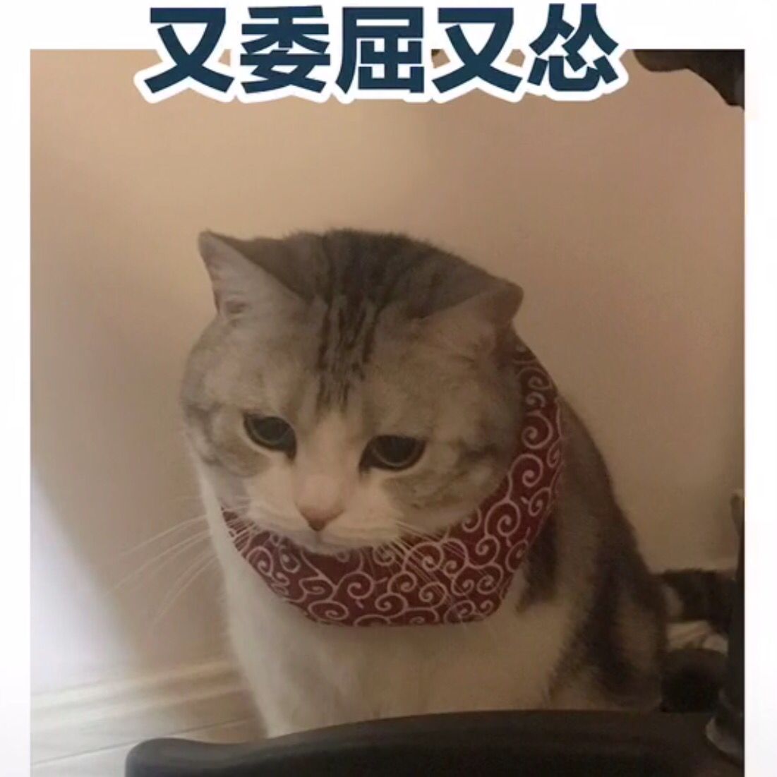 又委屈又怂