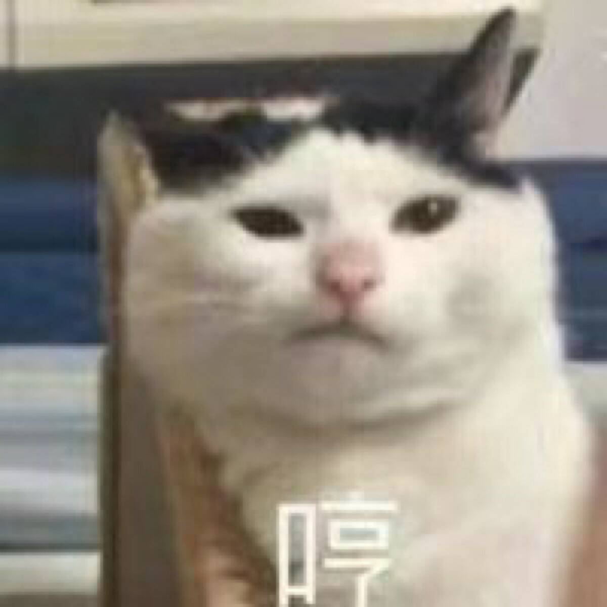 哼（小猫）