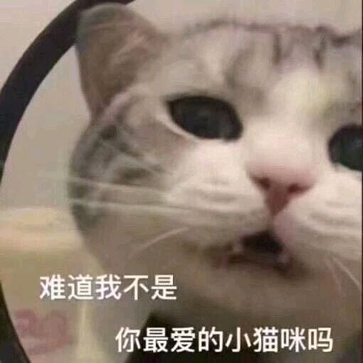难道我不是你最爱的小猫咪吗