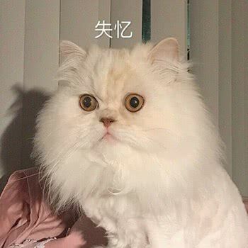 失忆小猫