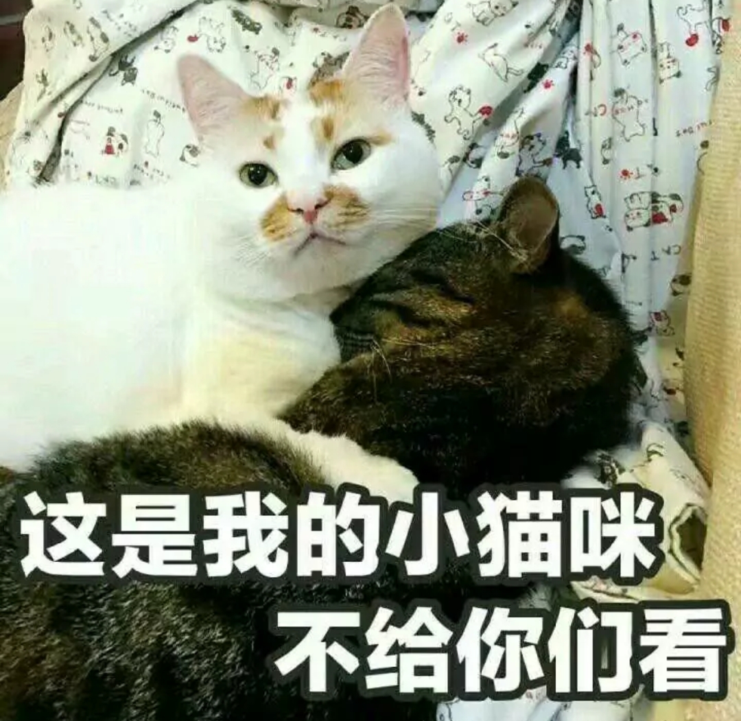 这是我的小猫咪，不给你们看