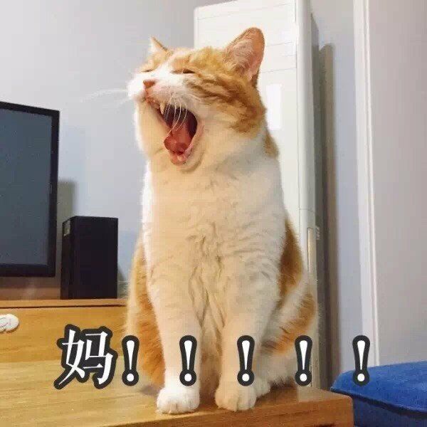 妈！！（小猫）