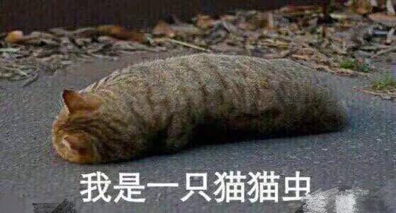 我是一只猫猫虫