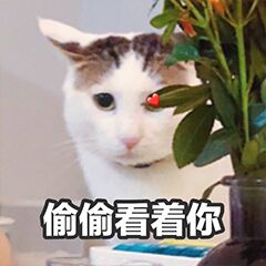 偷偷看着你