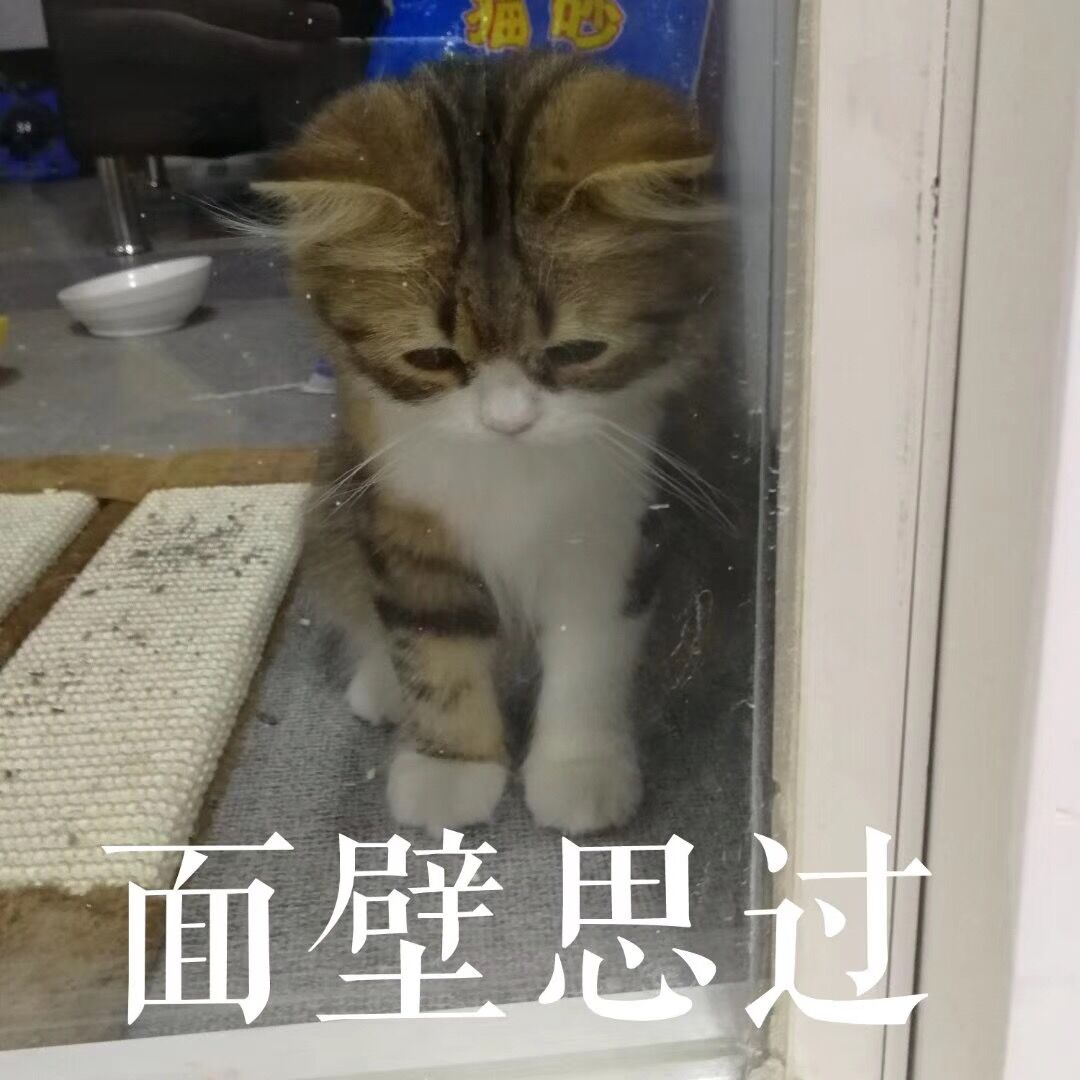 面壁思过（小猫）