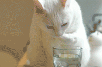 猫星人喝水