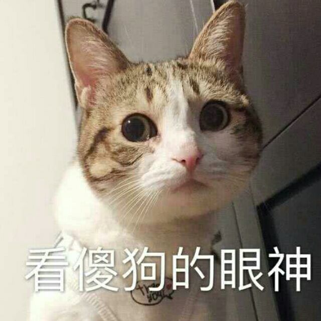 看傻狗的眼神