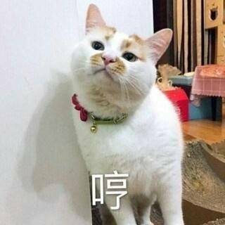 哼小猫