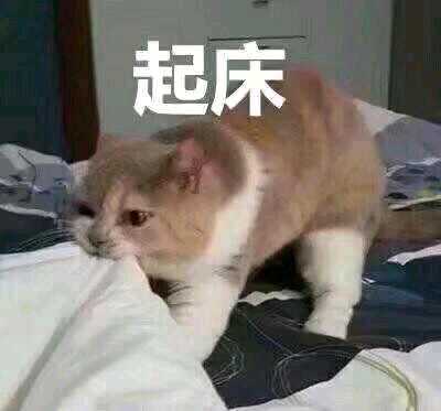 起床