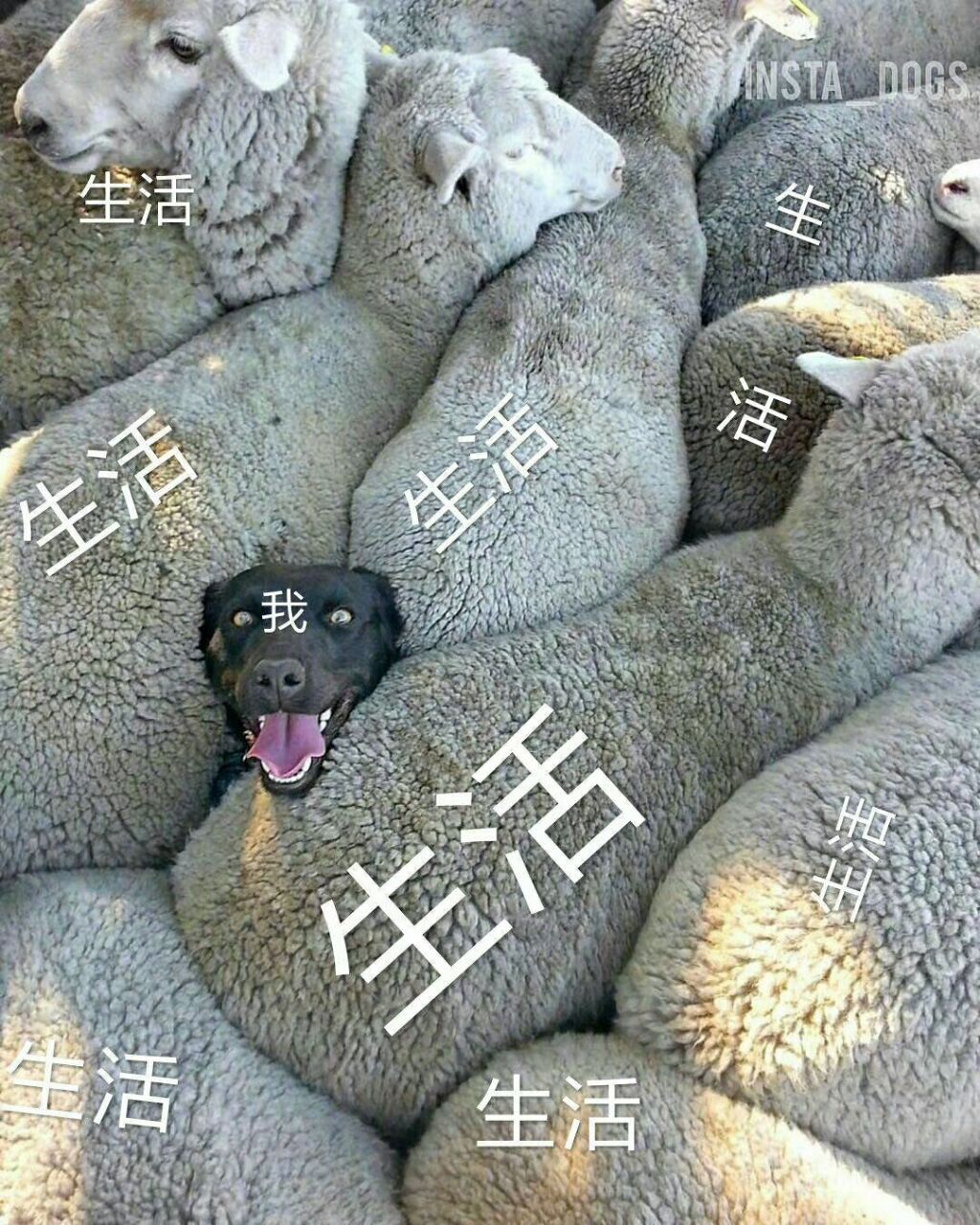 生活与我