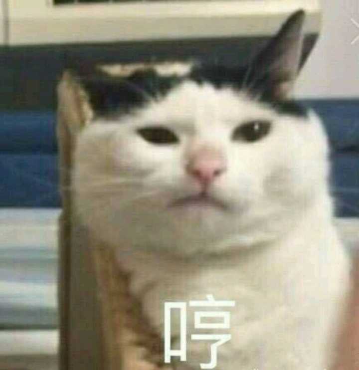 哼（小猫）