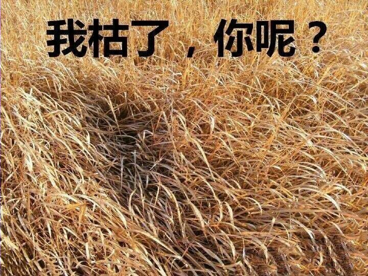 我枯了，你呢？