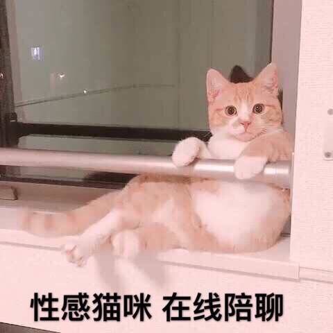 性感猫咪在线陪聊