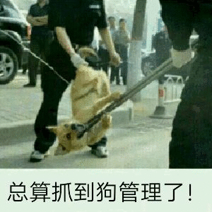 总算抓到狗管理了！