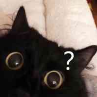黑猫疑问