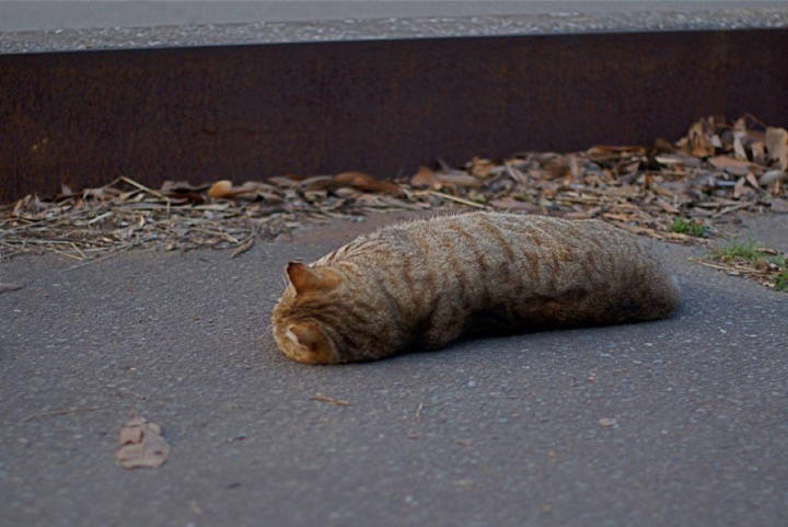 睡死猫