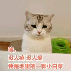 没人疼没人爱，我是地里的一颗小白菜