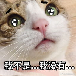 我不是我没有