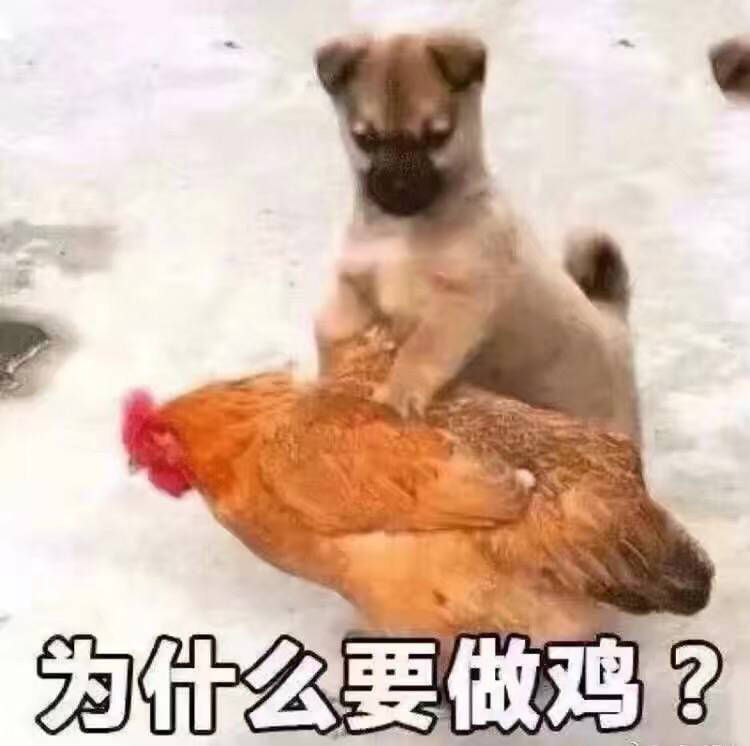 为么要做鸡