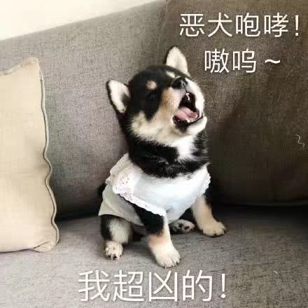 恶犬咆哮！