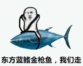 东方蓝鳍金枪鱼，我们走