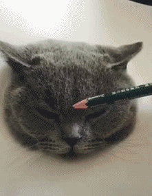 画猫