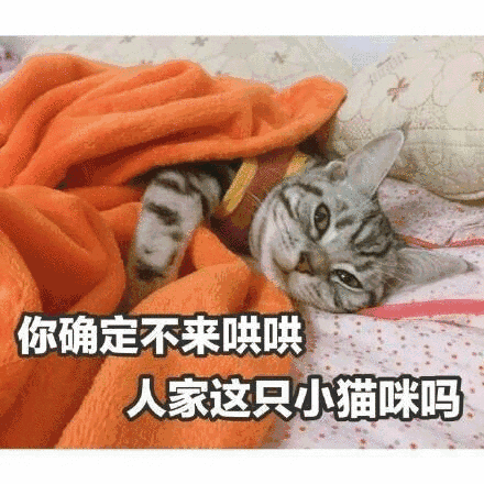 你确定不来哄哄人家这只小猫咪吗