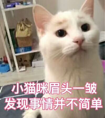 小猫咪眉头一皱，发现事情并不简单