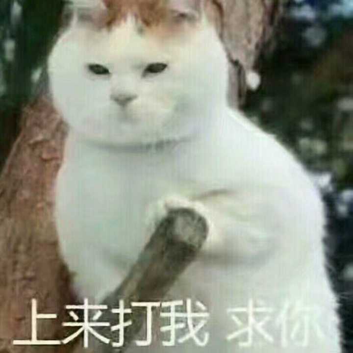 上来打我，求你了