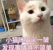 小猫咪眉头一皱，发现事情并不简单