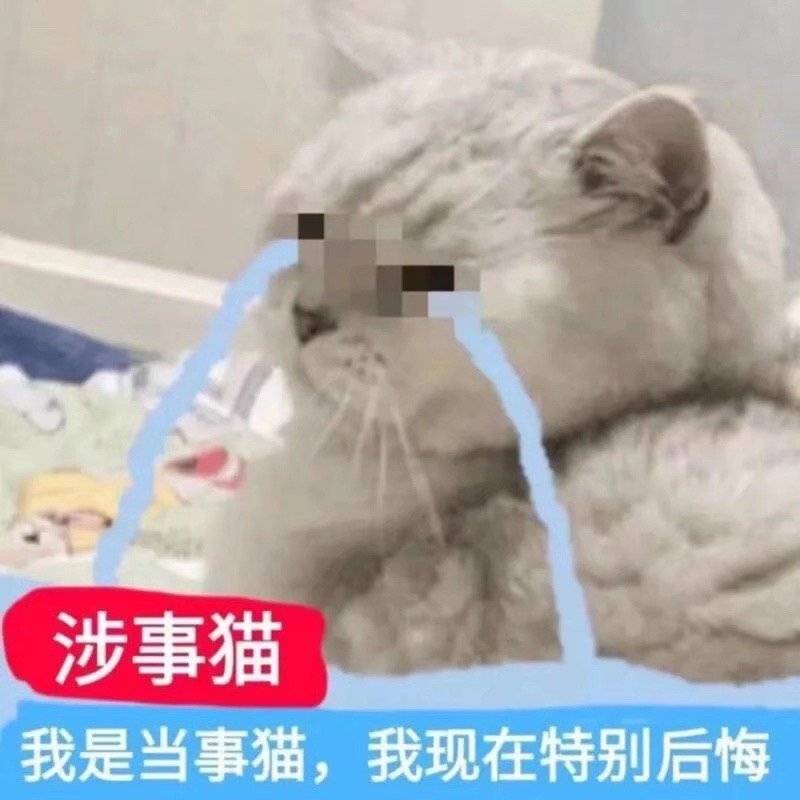 涉事猫我是当事猫，我现在特别后悔