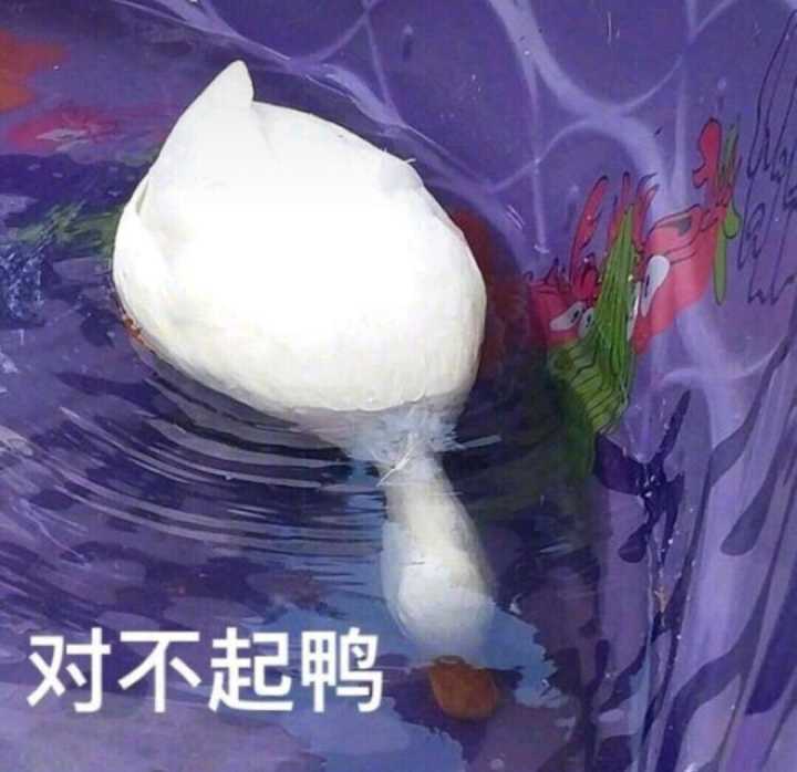 对不起鸭