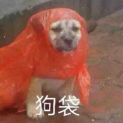 狗袋