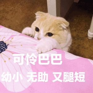 可怜巴巴幼小无助又腿短