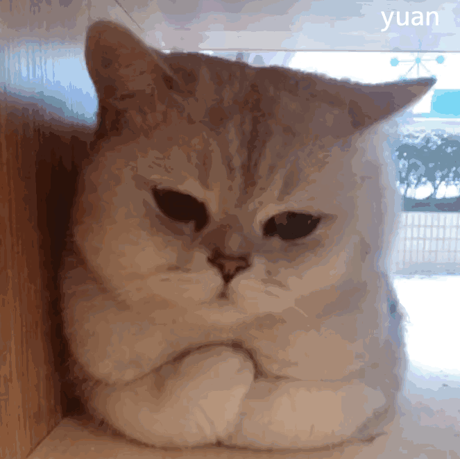 喵喵躲在角落里