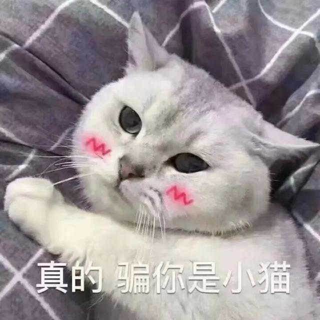 真的骗你是小猫