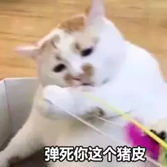 弹死你这个猪皮