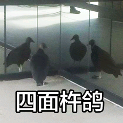 四面杵鸽