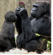 猩猩玩手机
