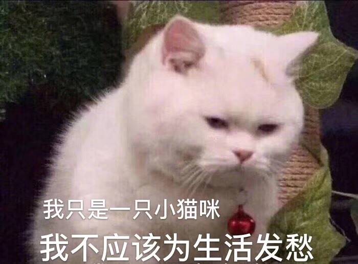 我只是一只小猫咪，我不应该为生活发愁